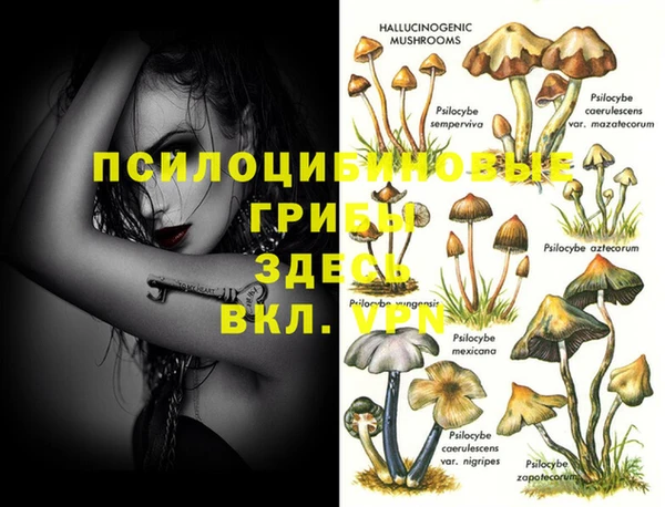 стафф Богданович